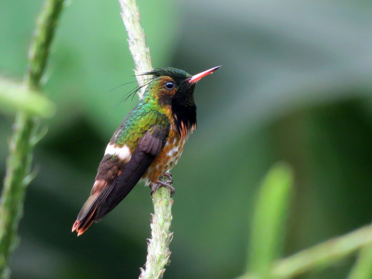 Black-crested Coquette - ML637185544