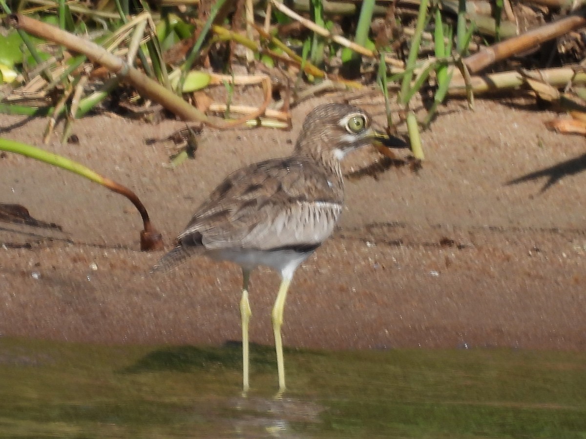 Water Thick-knee - ML637185545