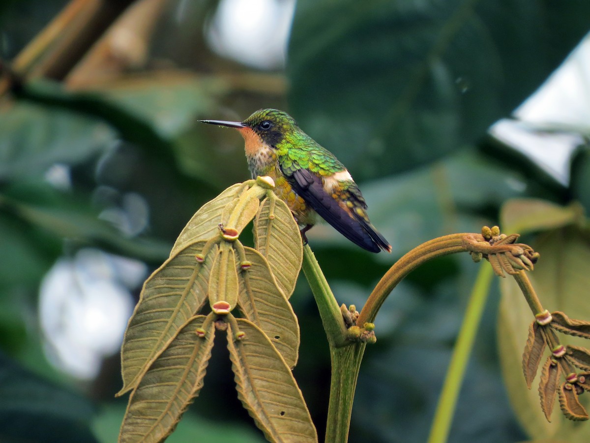 Black-crested Coquette - ML637185557