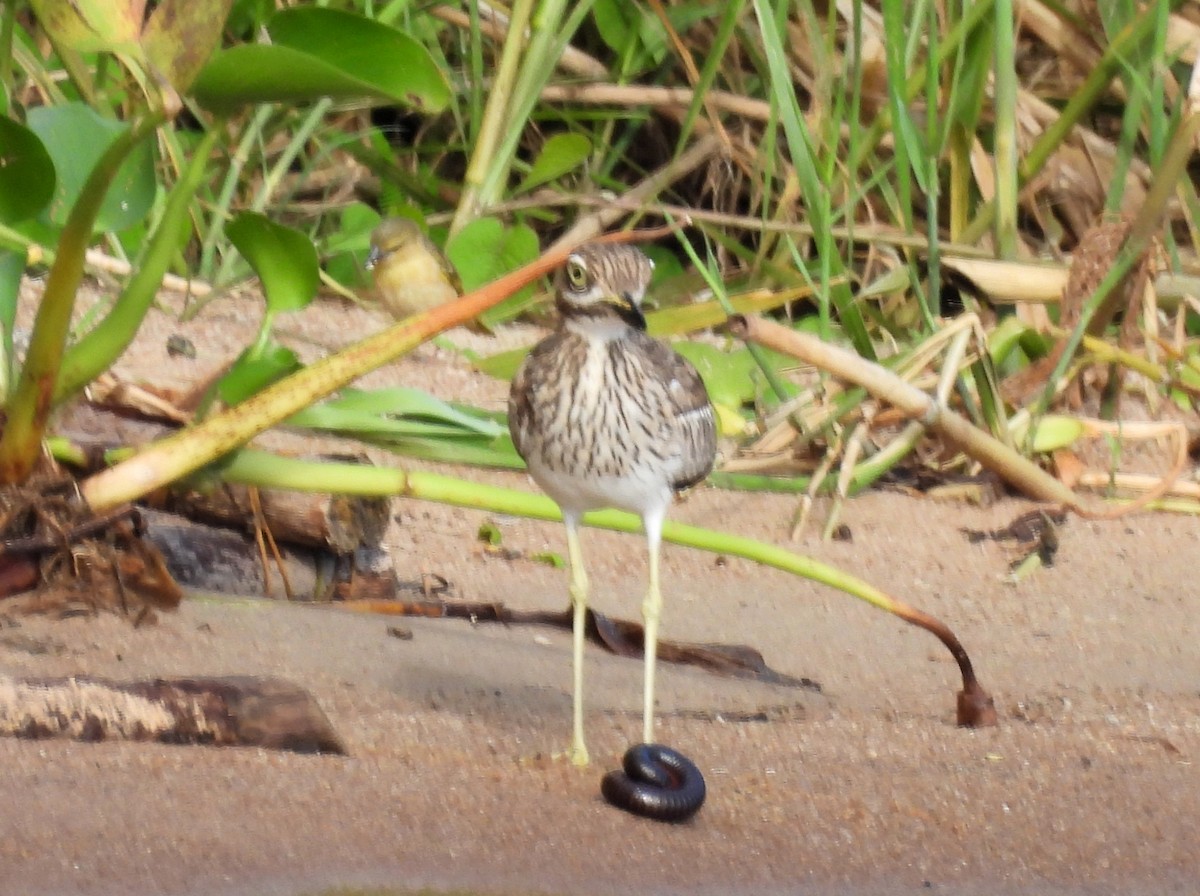 Water Thick-knee - ML637185562