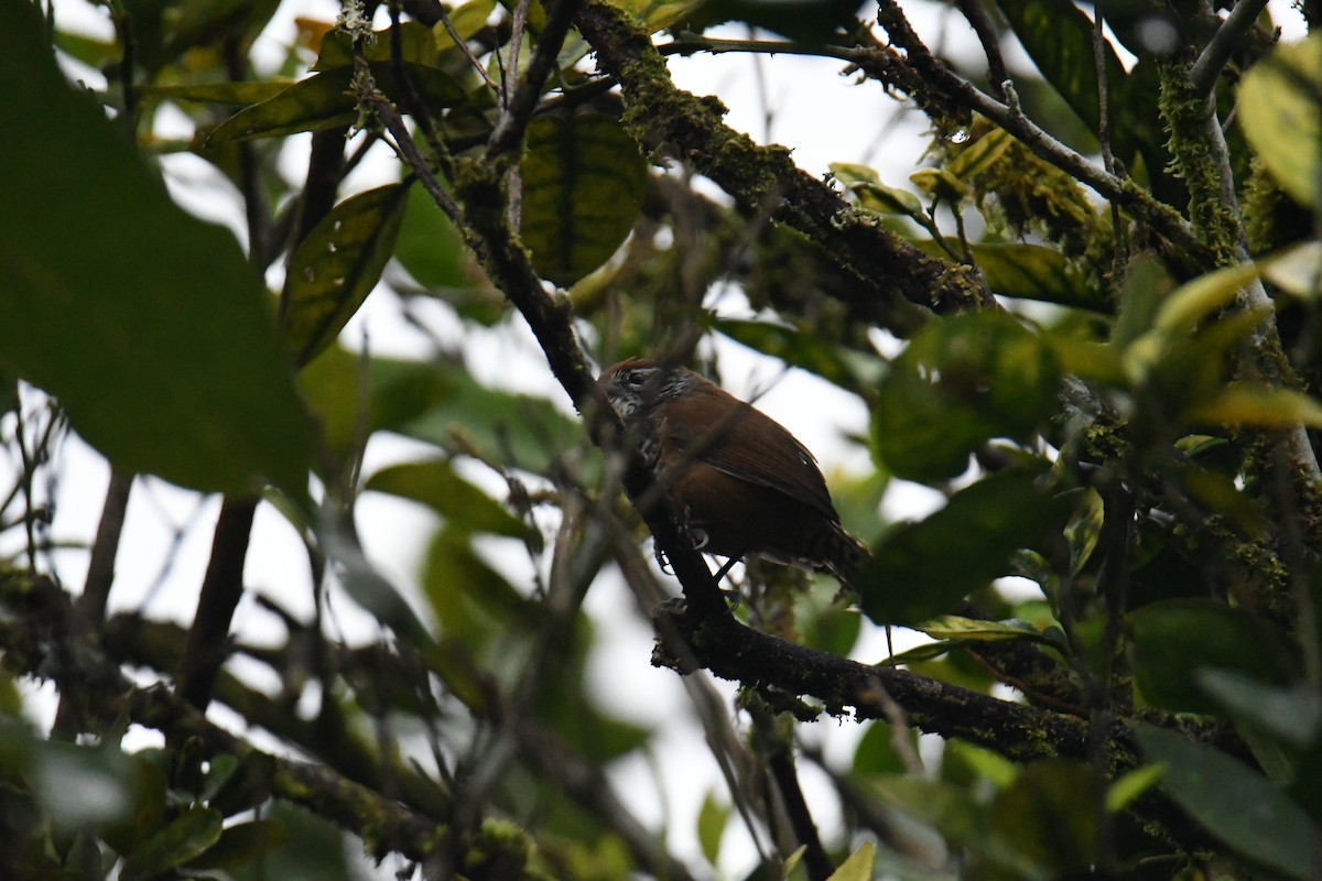 Spot-breasted Wren - ML637185603