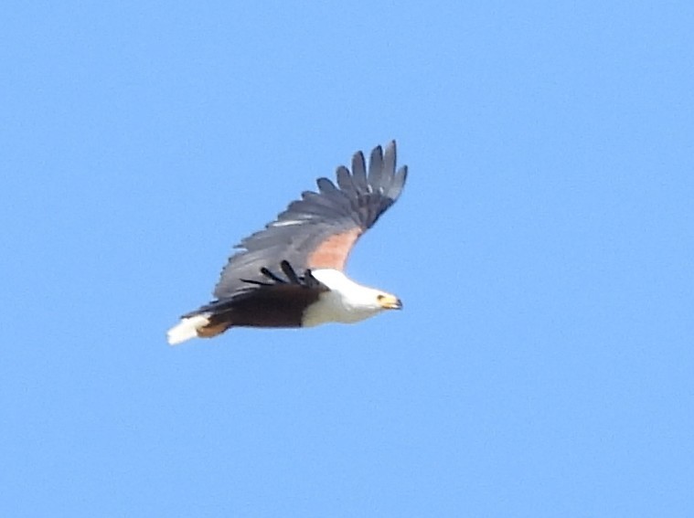 African Fish-Eagle - ML637185636