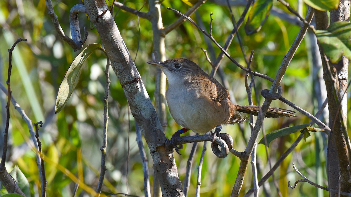 Zapata Wren - ML637185669