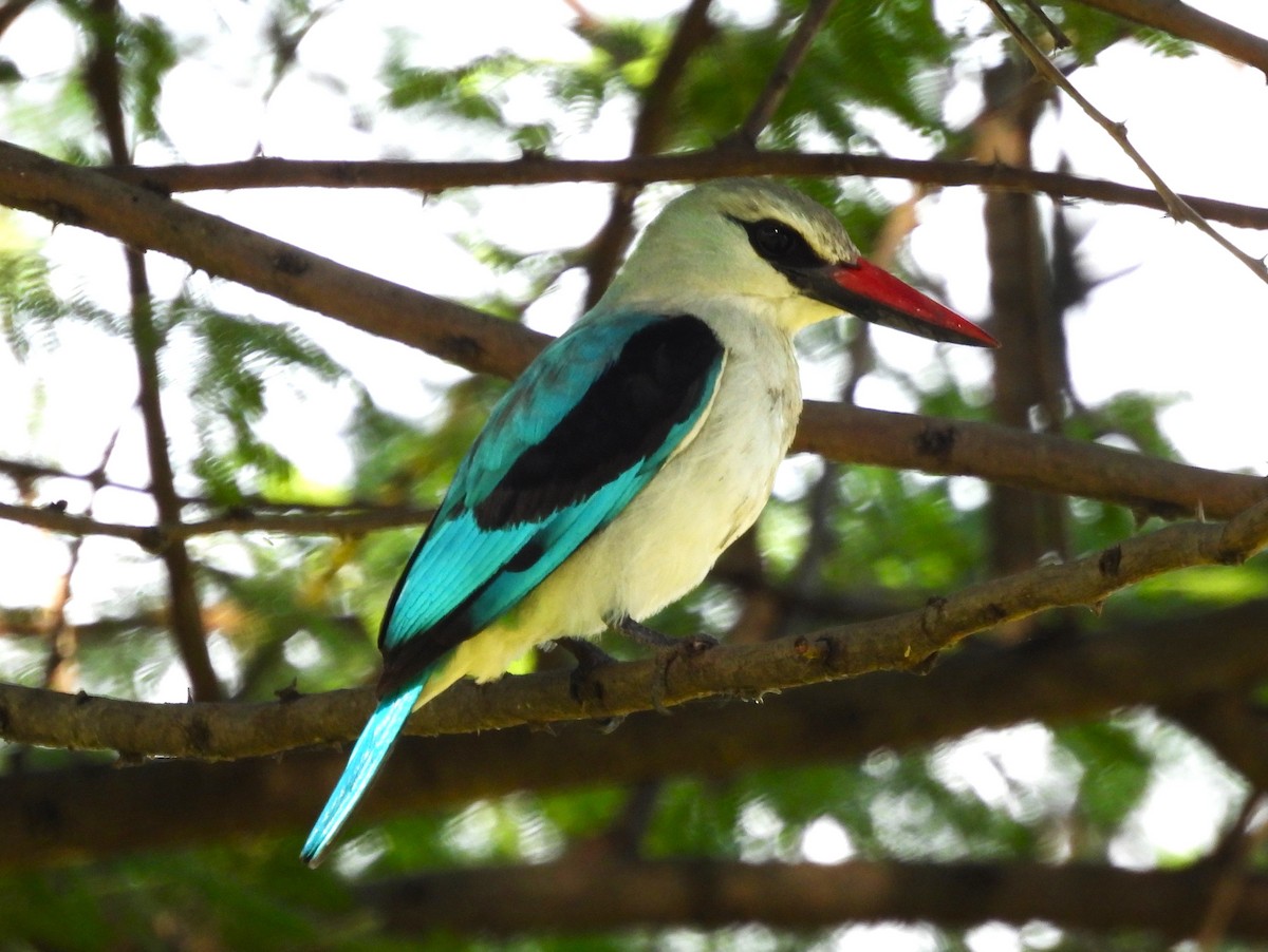 Woodland Kingfisher - ML637185782