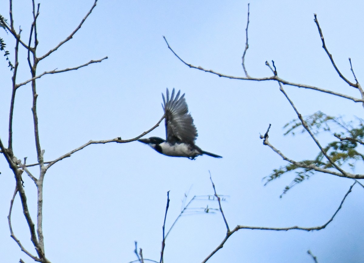 Pied Puffbird - ML637185793