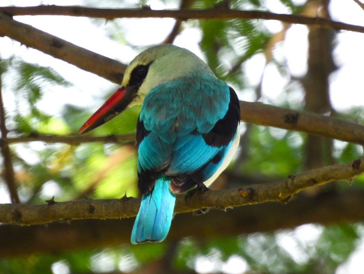 Woodland Kingfisher - ML637185809