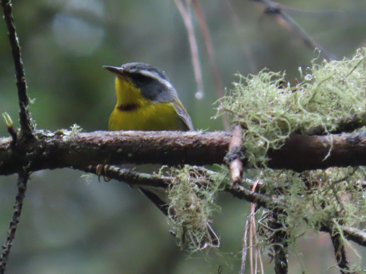 Crescent-chested Warbler - ML637185817