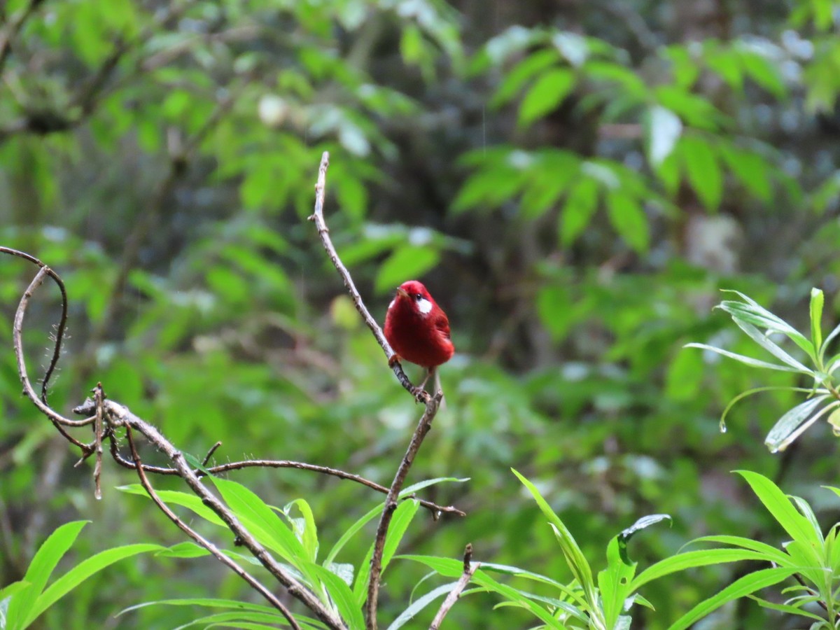 Red Warbler - ML637185865