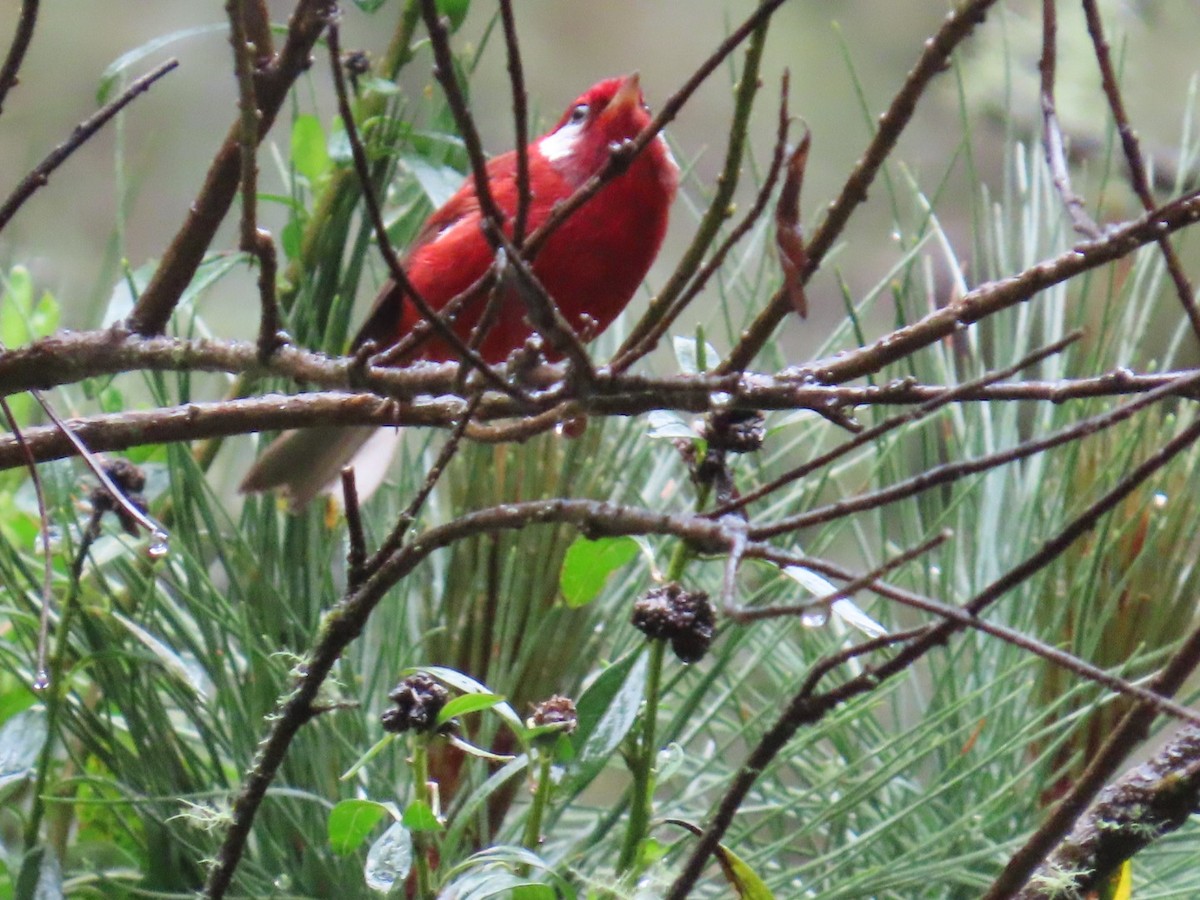 Red Warbler - ML637185891