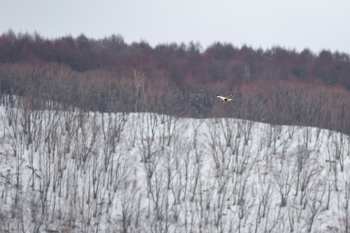 Rough-legged Hawk - ML637185913