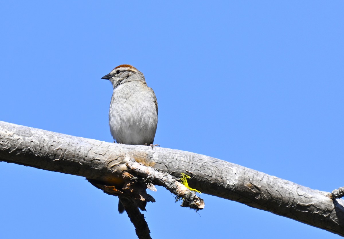 Chipping Sparrow - ML637185923
