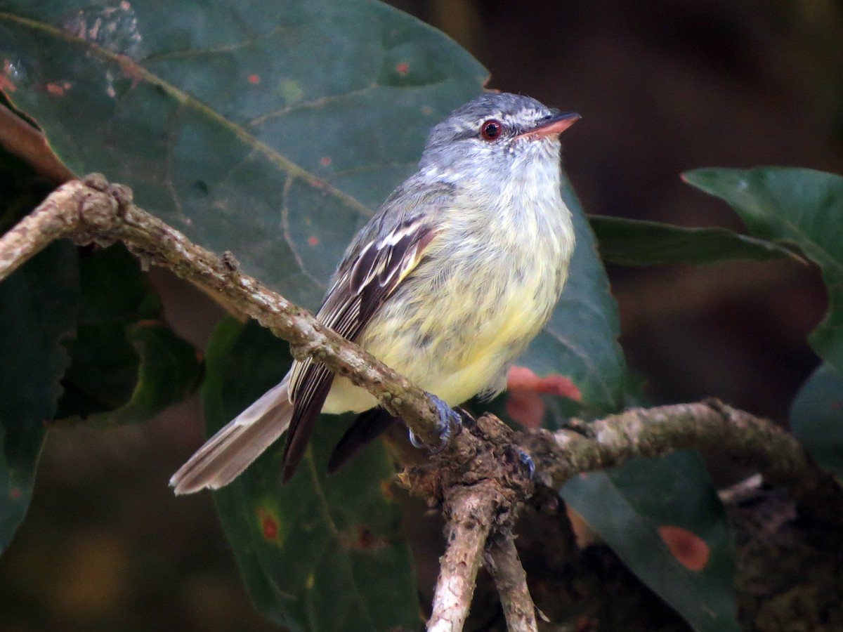 White-fronted Tyrannulet - ML637186018