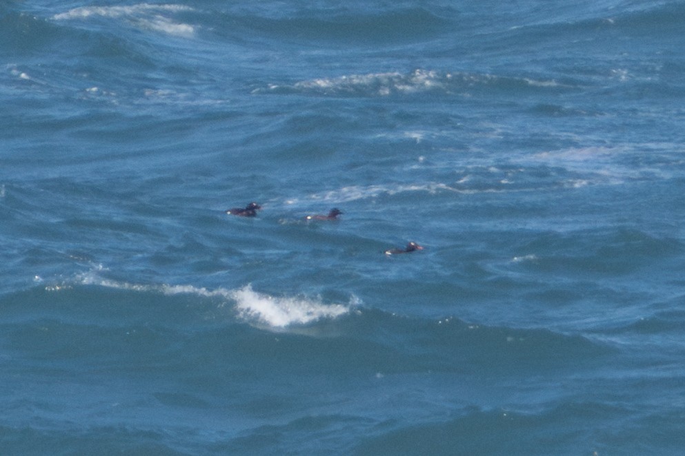 White-winged Scoter - ML637186023