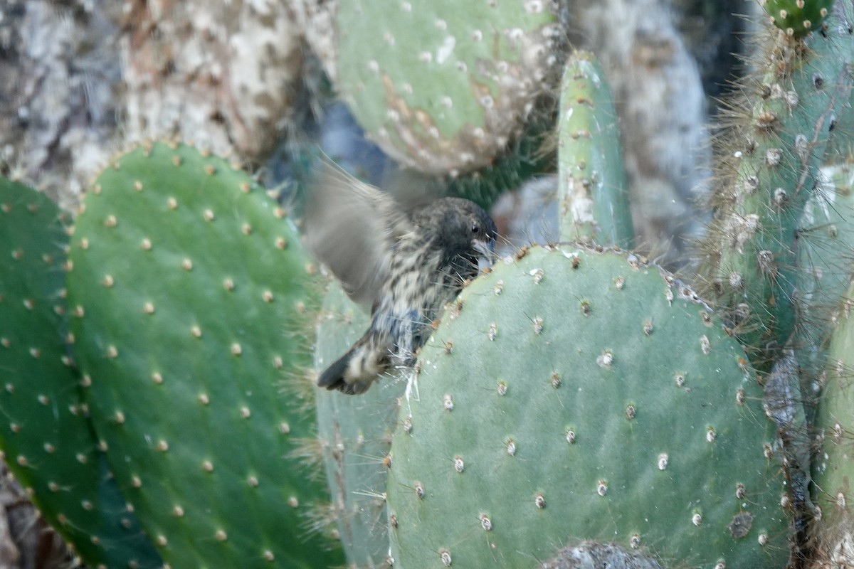 Genovesa Cactus-Finch - ML637186070
