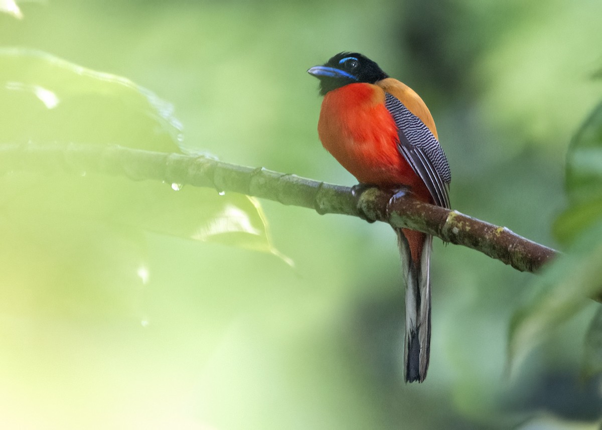 Scarlet-rumped Trogon - ML637186100