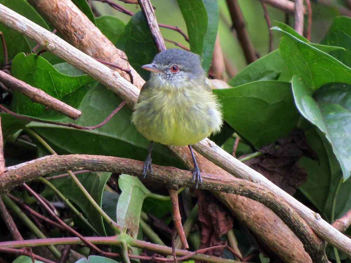 White-fronted Tyrannulet - ML637186105