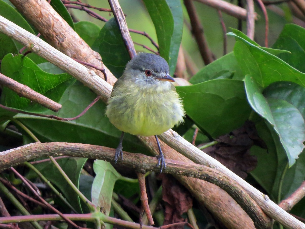 White-fronted Tyrannulet - ML637186106