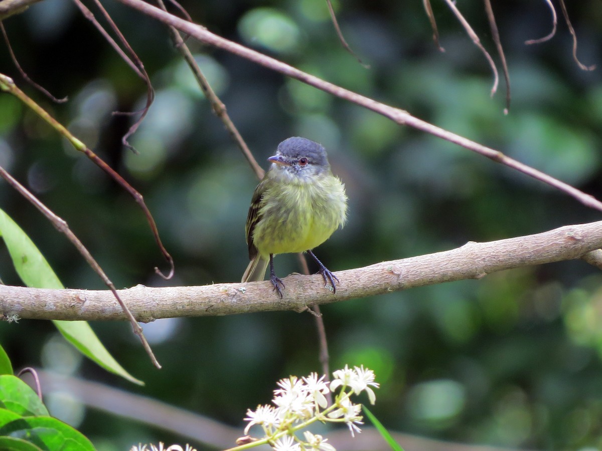 White-fronted Tyrannulet - ML637186107