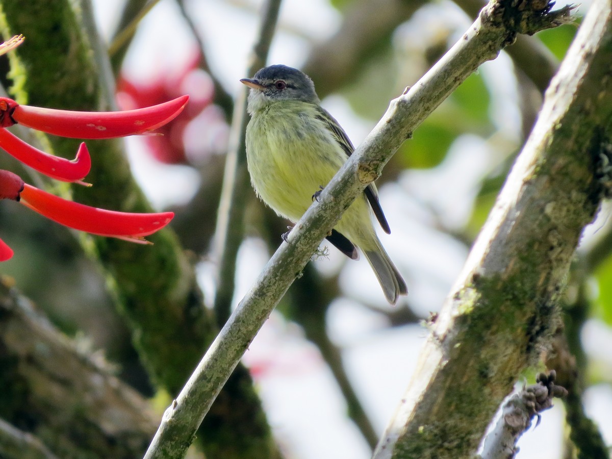 White-fronted Tyrannulet - ML637186109