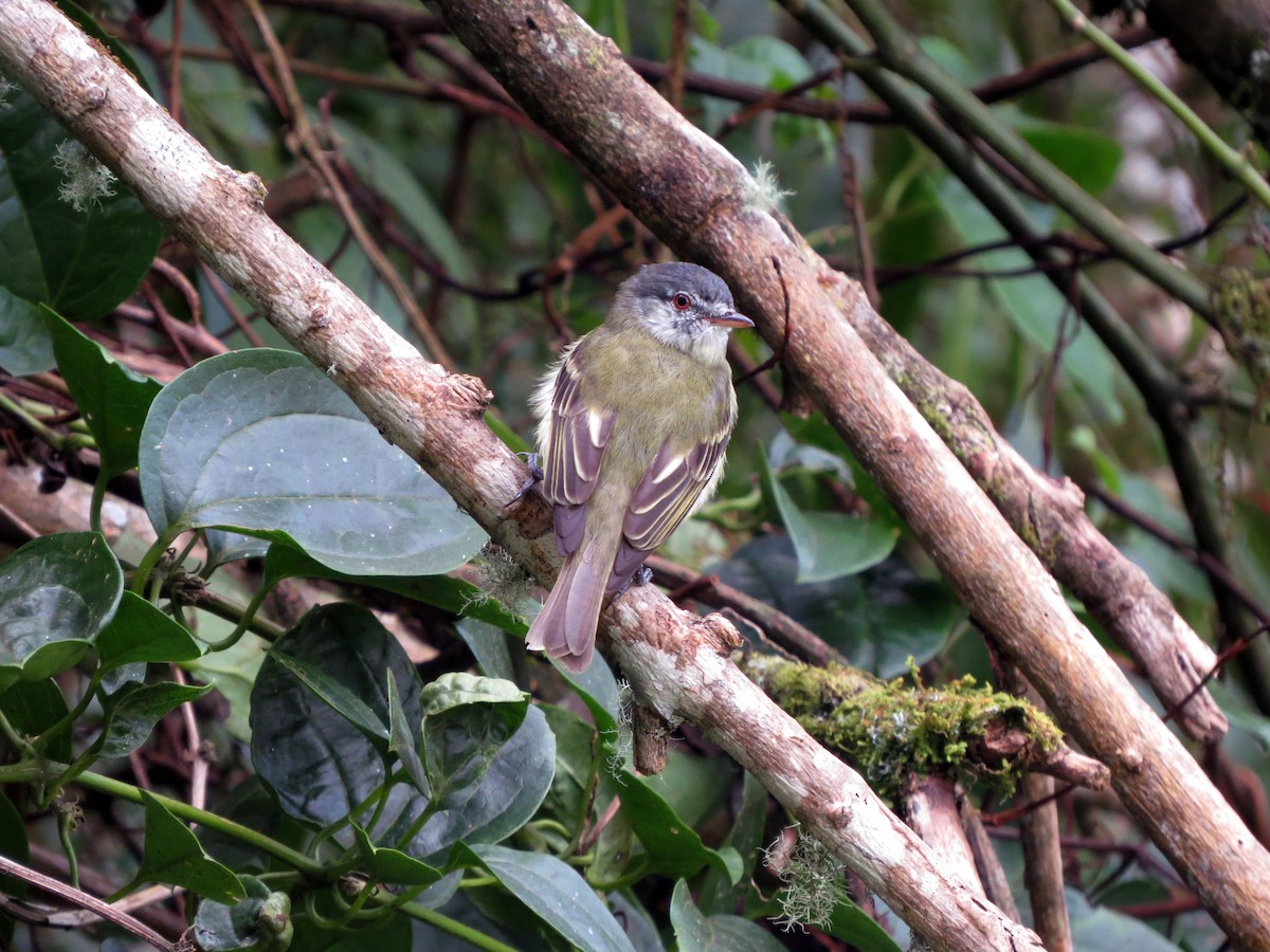 White-fronted Tyrannulet - ML637186115