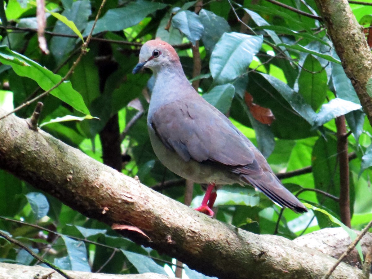 Gray-chested Dove - ML637186204
