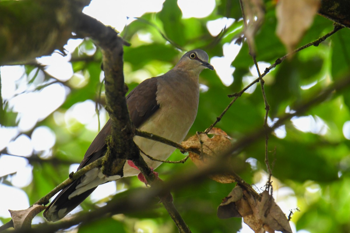 Gray-headed Dove - ML637186248