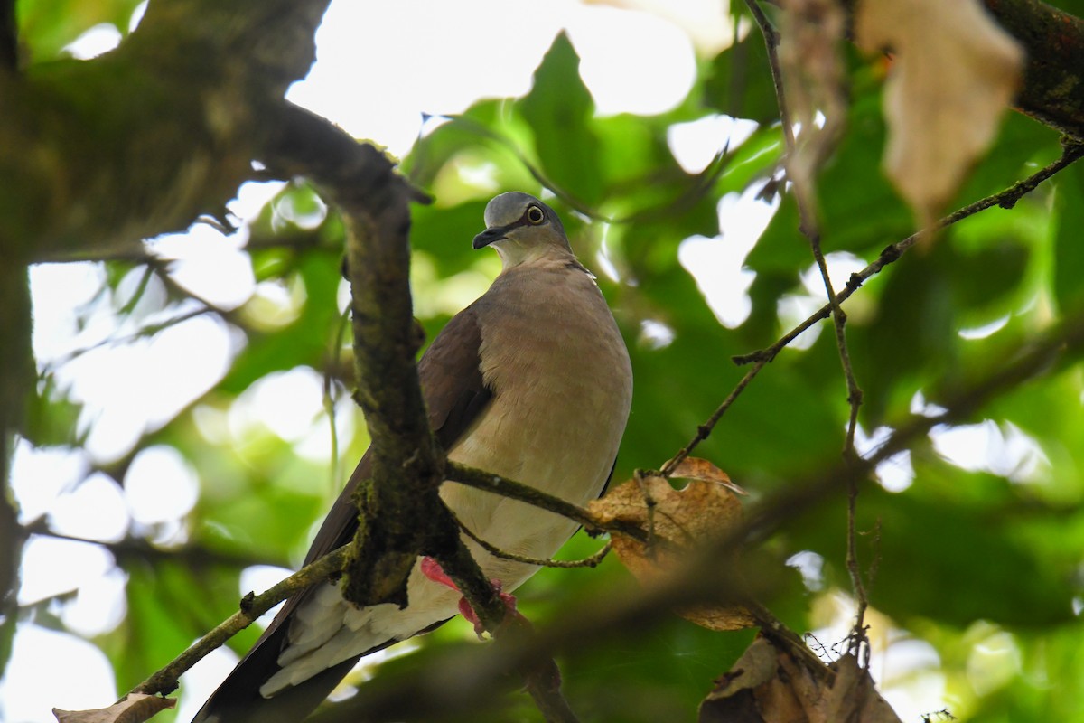Gray-headed Dove - ML637186260
