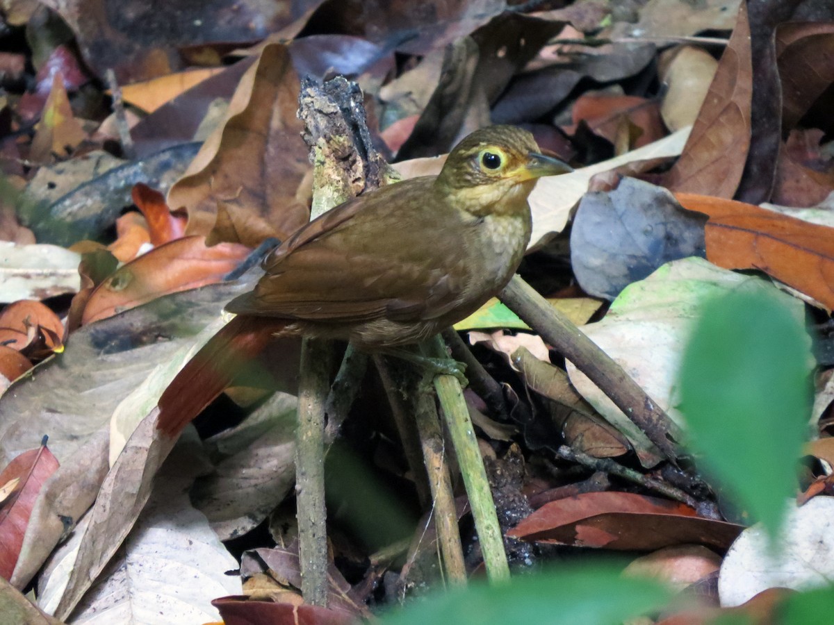 Chiriqui Foliage-gleaner - ML637186266