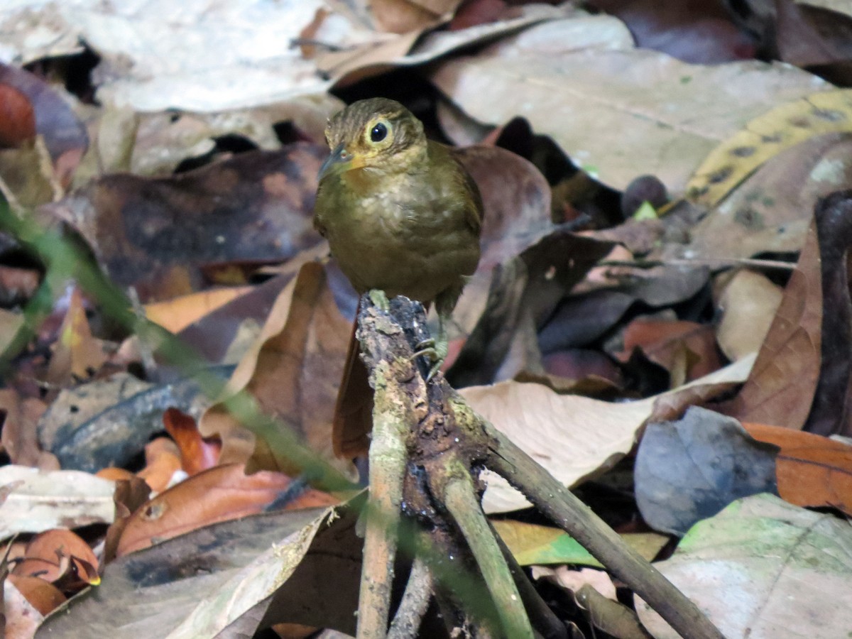 Chiriqui Foliage-gleaner - ML637186268