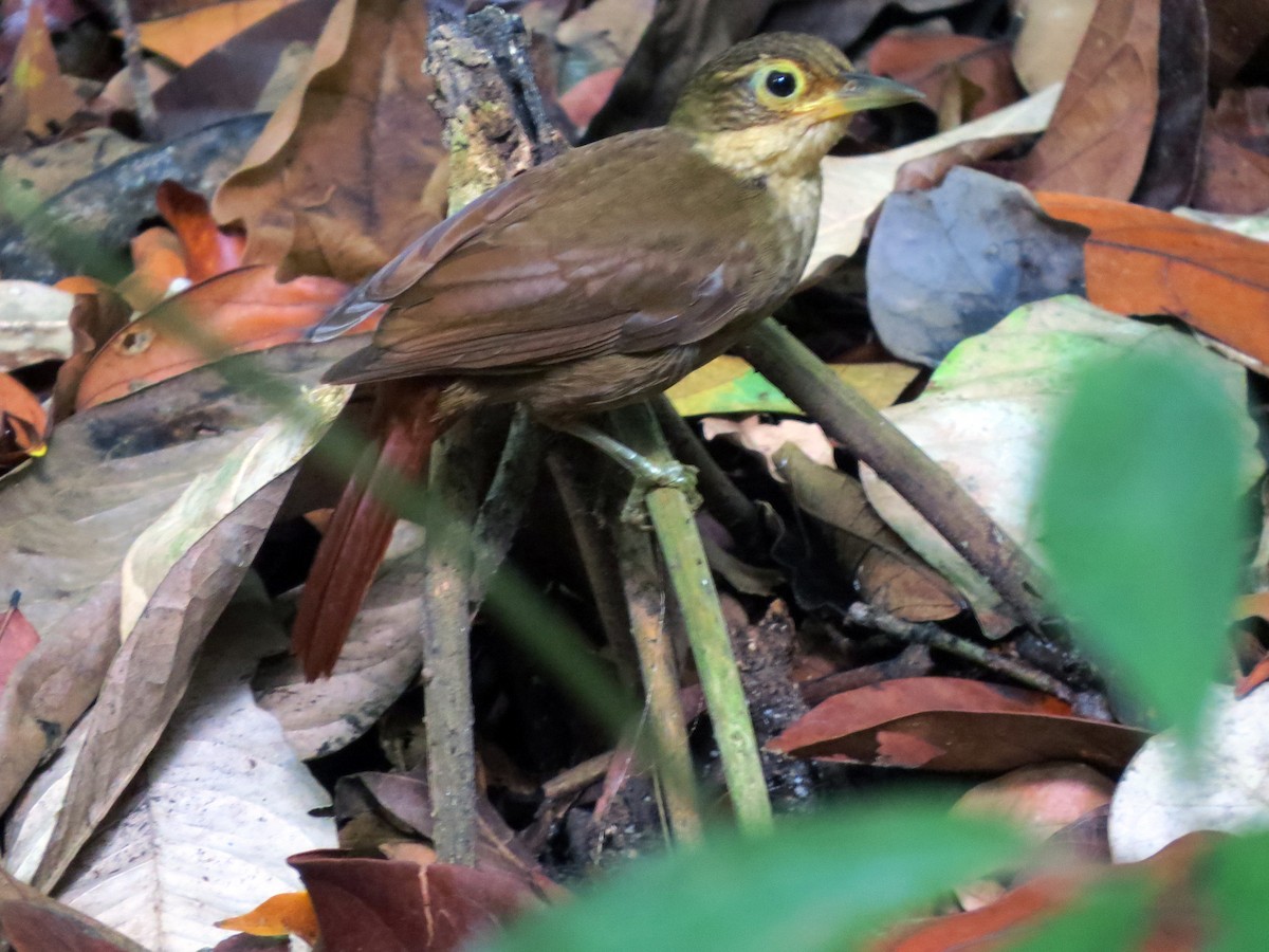 Chiriqui Foliage-gleaner - ML637186271