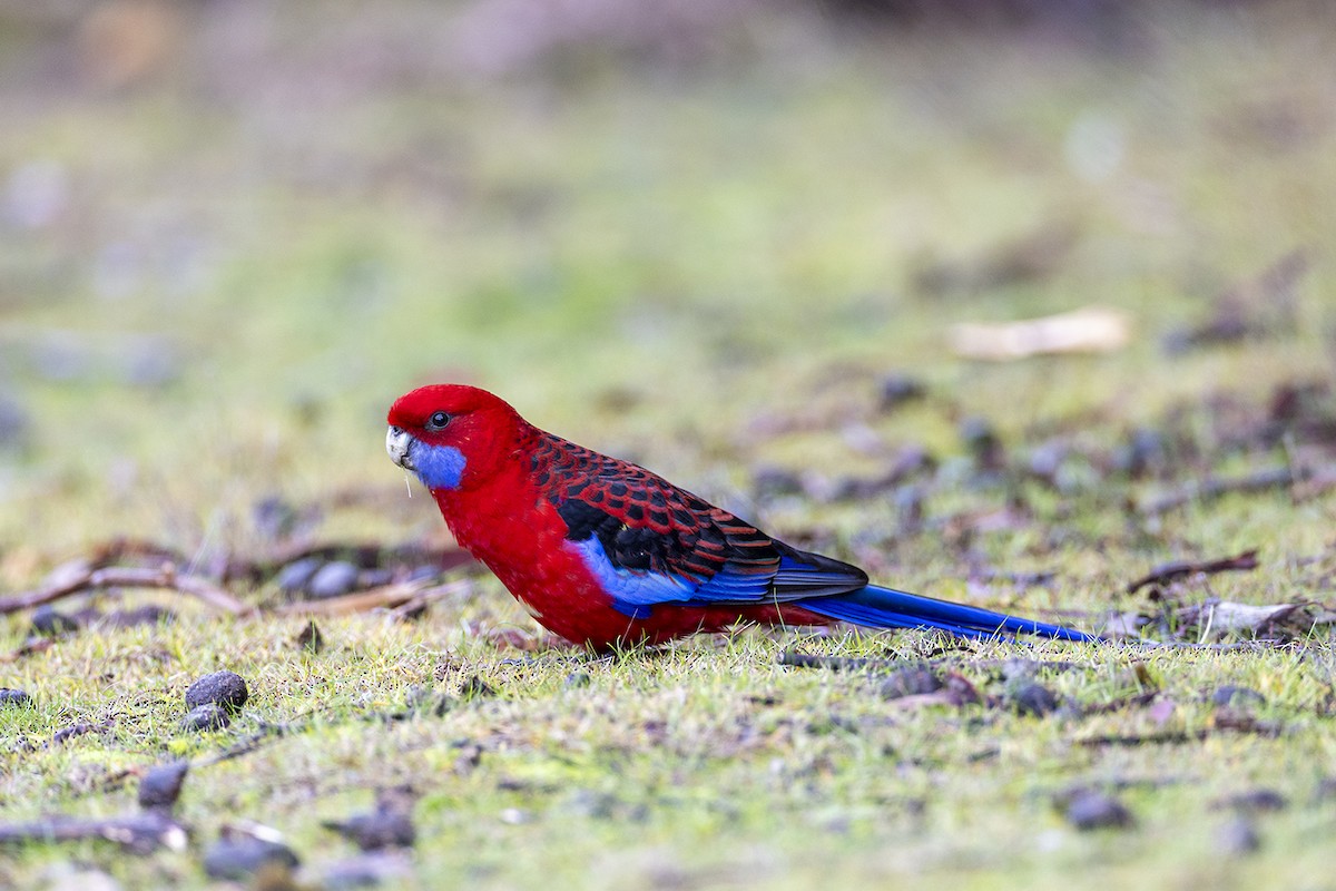 Crimson Rosella (Crimson) - ML637186289