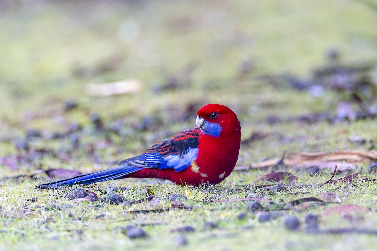 Crimson Rosella (Crimson) - ML637186290