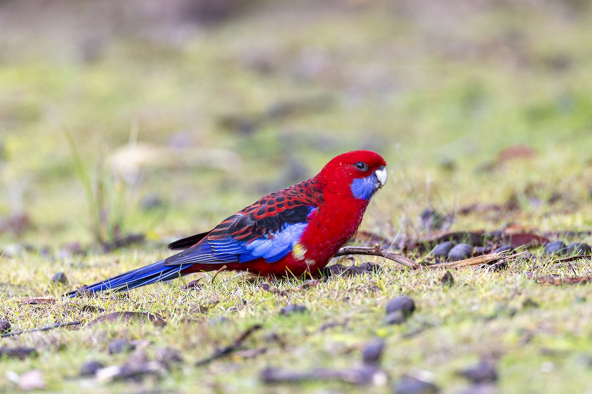 Crimson Rosella (Crimson) - ML637186291