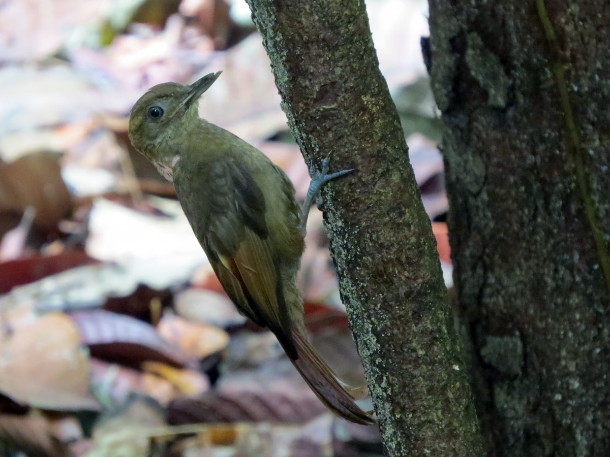 Tawny-winged Woodcreeper - ML637186377