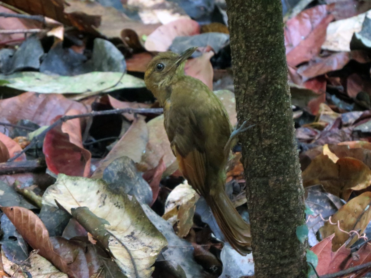 Tawny-winged Woodcreeper - ML637186393