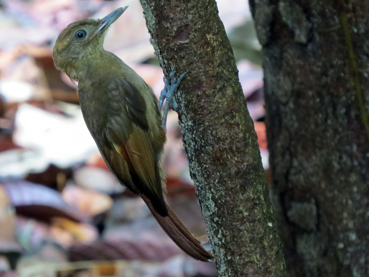 Tawny-winged Woodcreeper - ML637186394