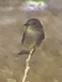 Dusky Flycatcher - ML637186428
