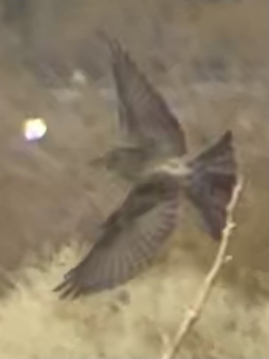 Dusky Flycatcher - ML637186431