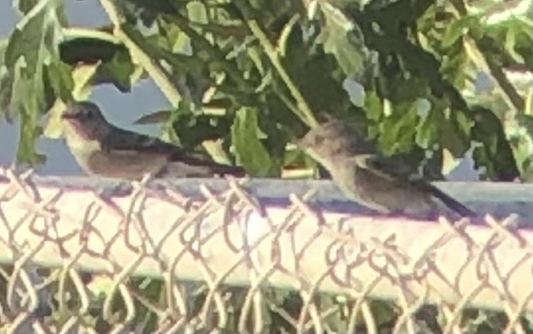 Dusky Flycatcher - ML637186434
