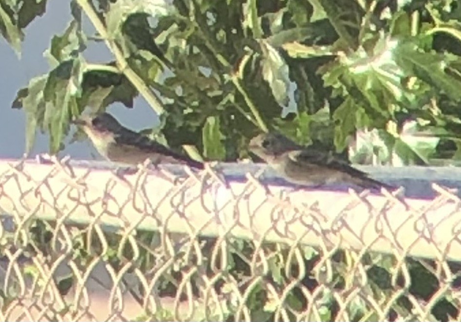 Dusky Flycatcher - ML637186436