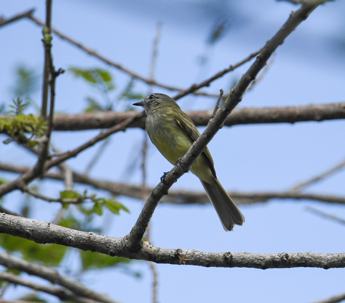 Greenish Elaenia - ML637186437