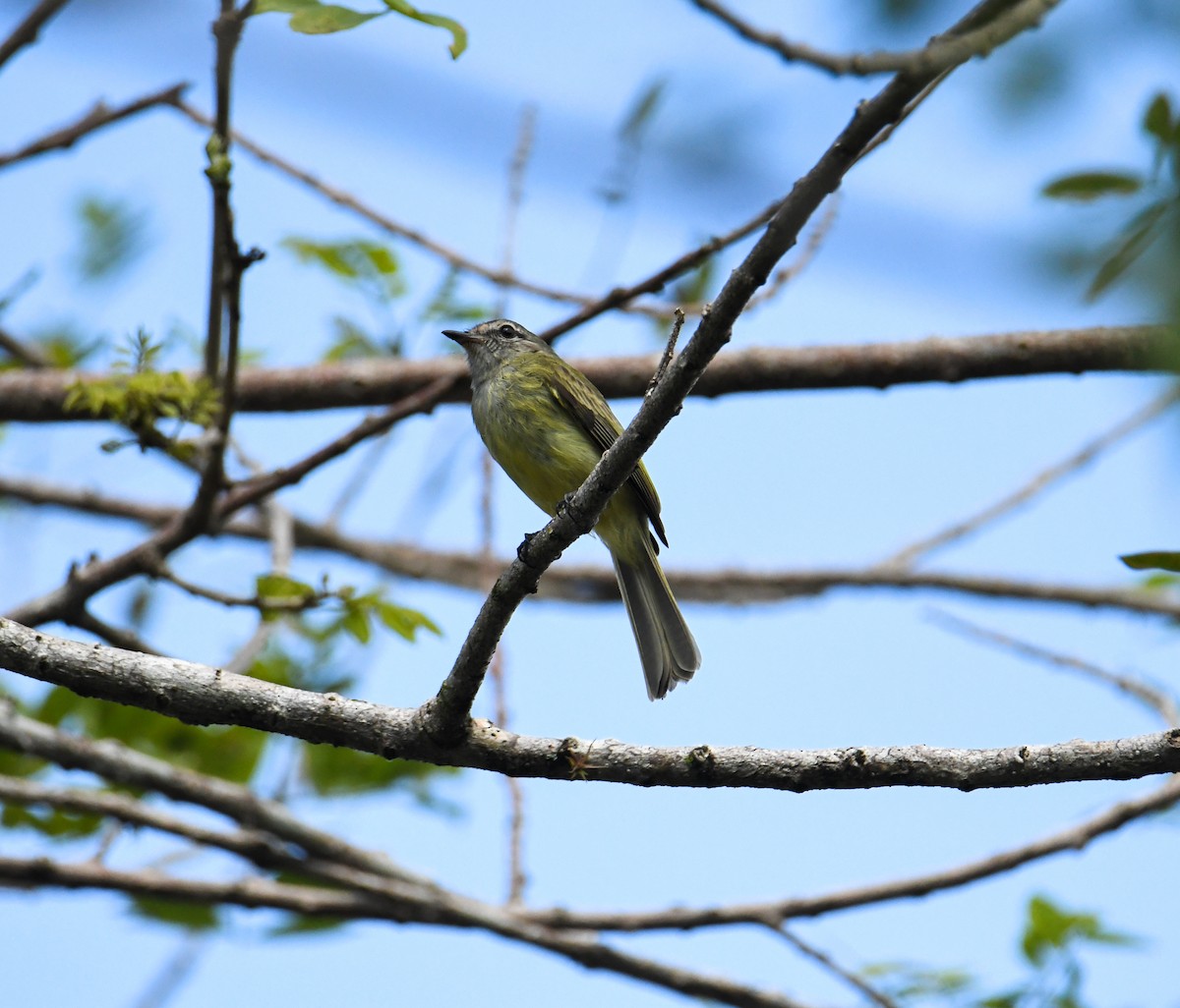Greenish Elaenia - ML637186439
