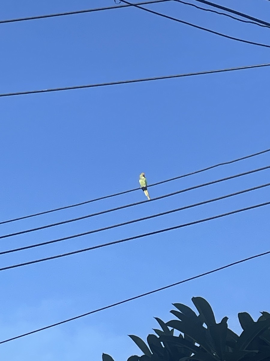 Alexandrine/Rose-ringed Parakeet - ML637186481