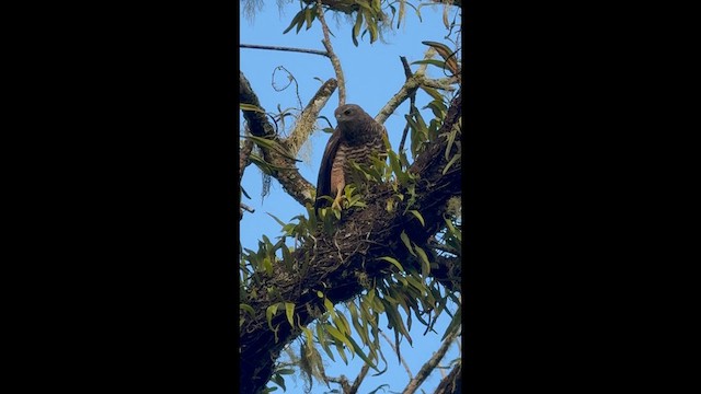 Brown Goshawk - ML637186509