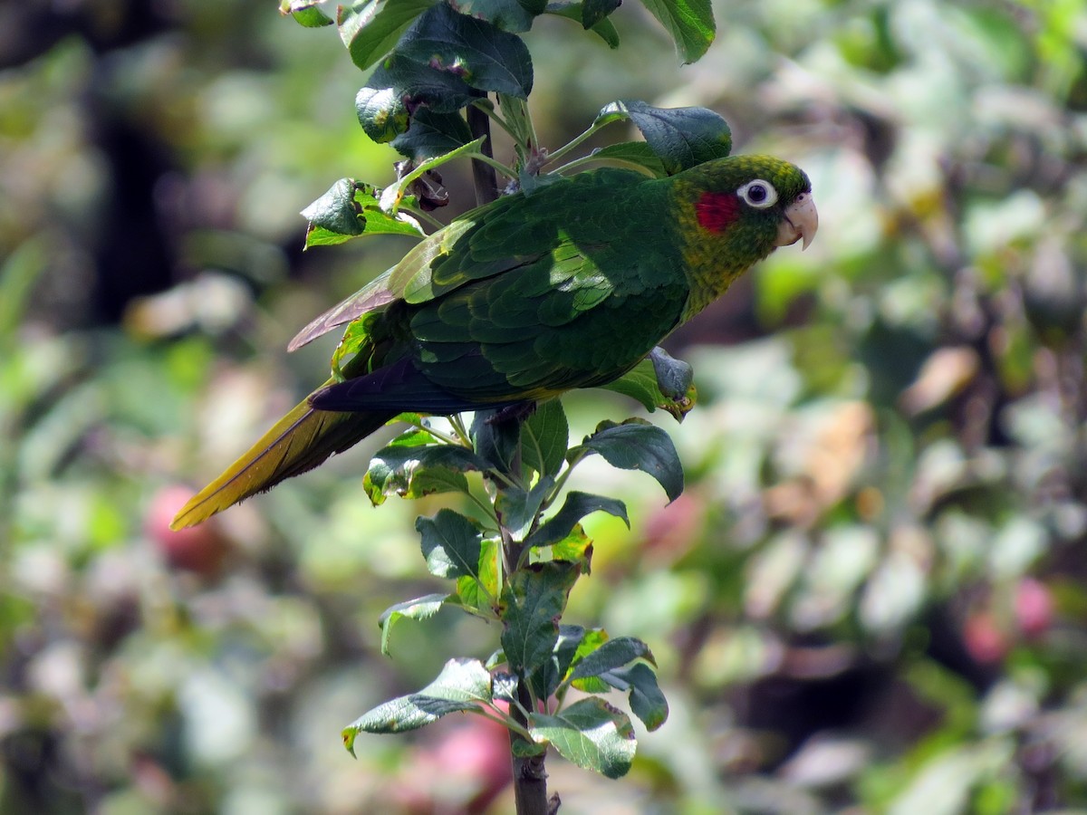 Sulphur-winged Parakeet - ML637186568
