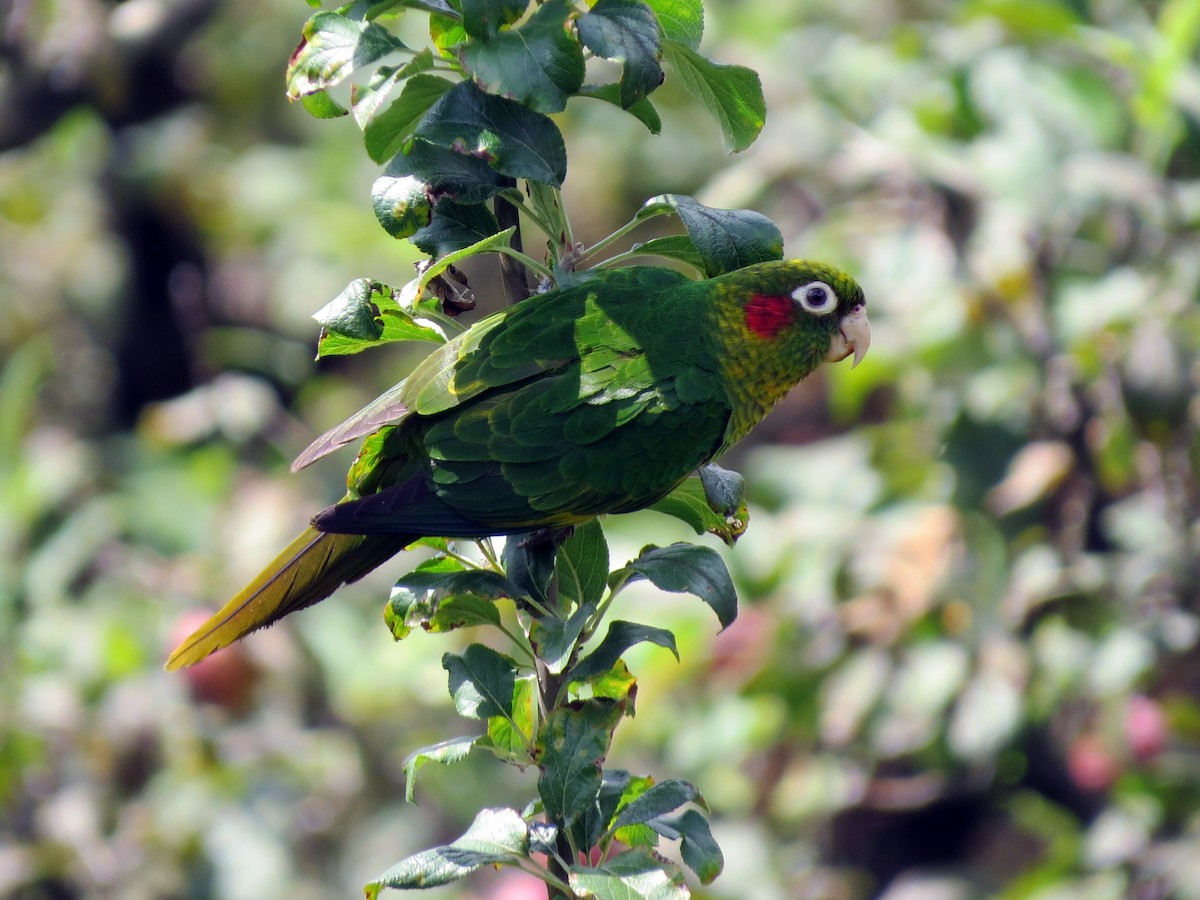 Sulphur-winged Parakeet - ML637186570