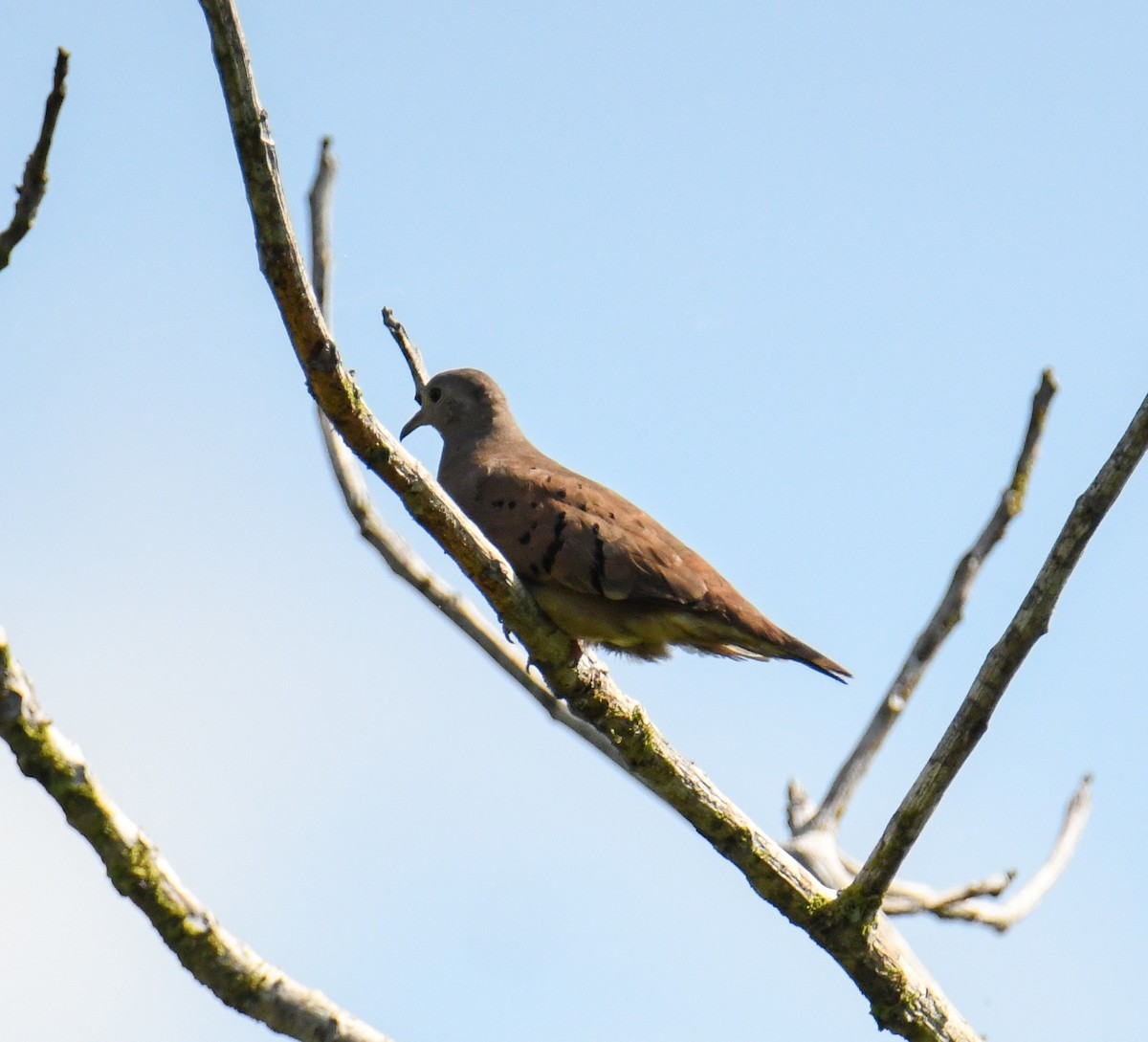 Plain-breasted Ground Dove - ML637186572