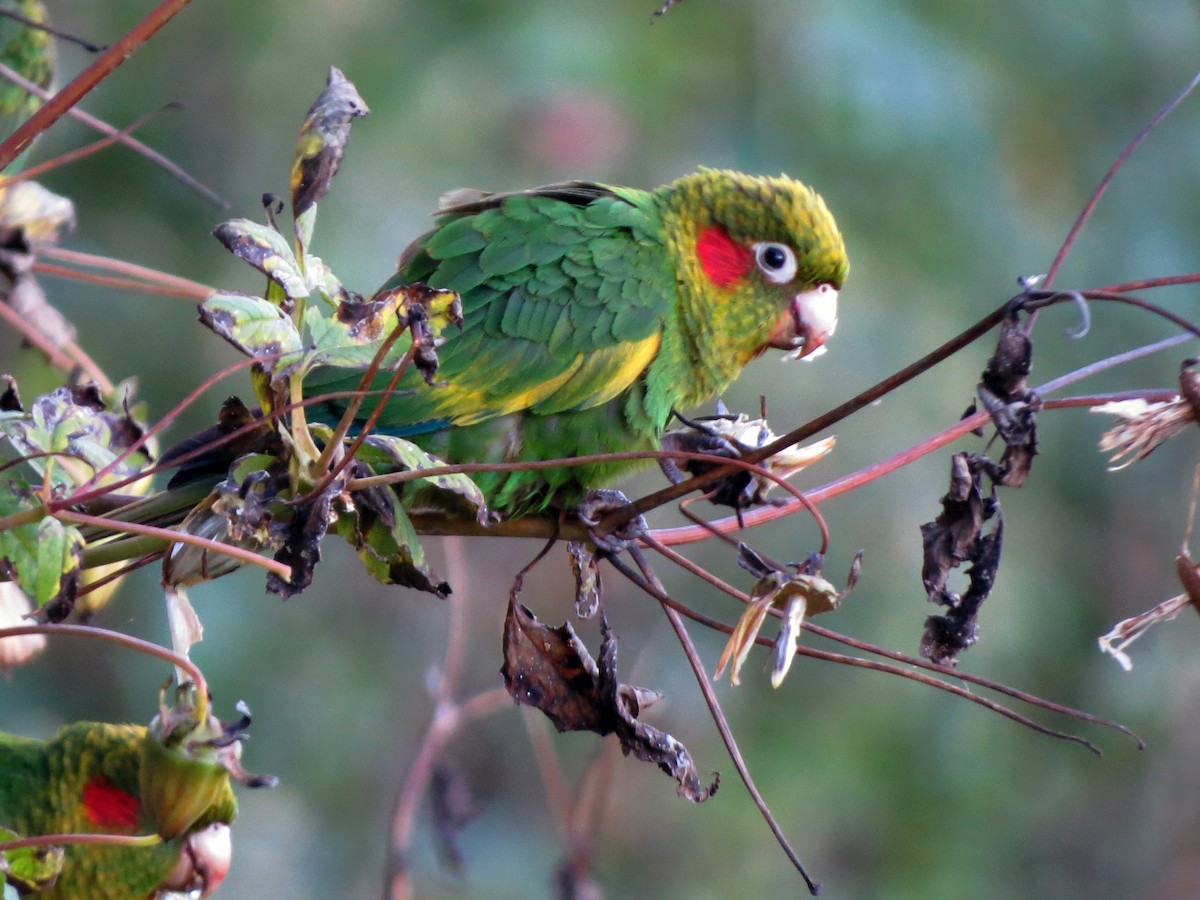 Sulphur-winged Parakeet - ML637186624