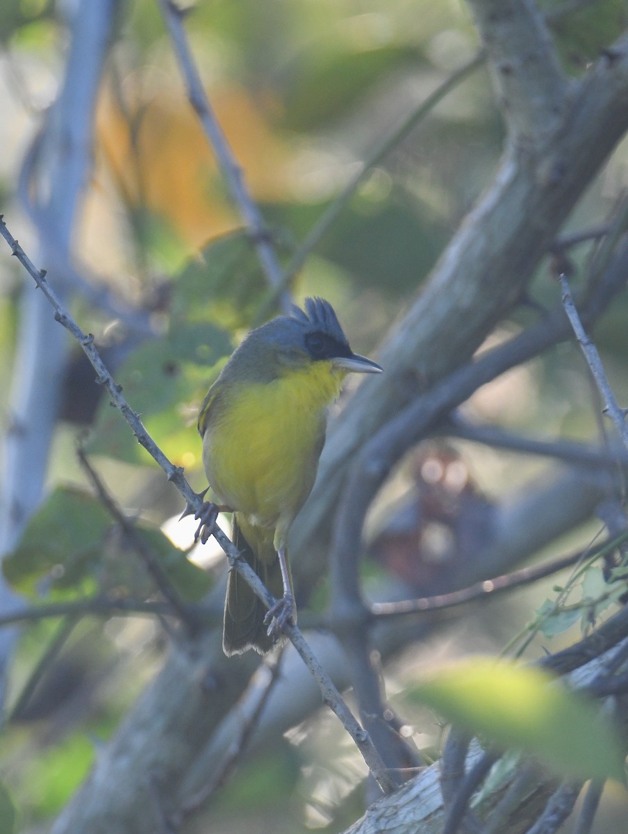 Gray-crowned Yellowthroat - ML637186625