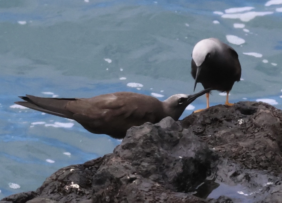 Black Noddy - ML637186689